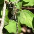 Cordulie à corps fin (Oxygastra curtisii).♂.JPG