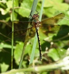 Cordulie à corps fin - (Oxygastra curtisii). ♀